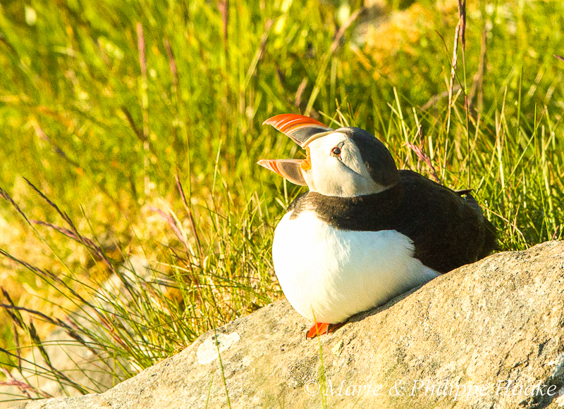 Macareux 3550.jpg - Macareux moine, Fratercula arctica, Atlantic Puffin (Norvège, juin 2012)